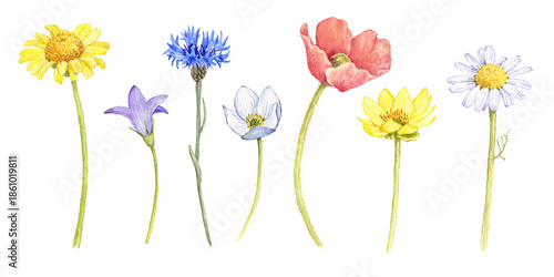watercolor drawing set of field flowers isolated at white background, wild flowering plants, hand drawn illustration