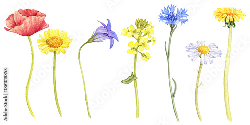 watercolor drawing set of field flowers isolated at white background, wild flowering plants, hand drawn illustration