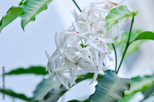 Penang sloe , APOCYNACEAE or  Kopsia arborea or Kopsia arborea Blume or Medicinal Kopsia or white flower