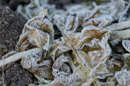 Wallpaper Mural 霜の降りた枯草 Torontodigital.ca