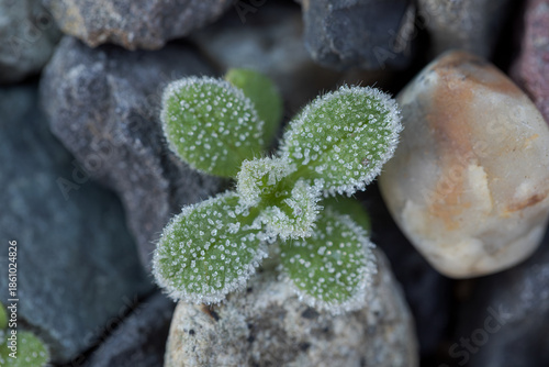 Wallpaper Mural 霜の降りた新芽 Torontodigital.ca