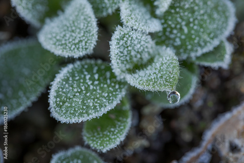 Wallpaper Mural 霜の降りた新芽 Torontodigital.ca