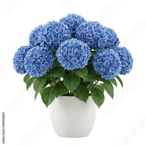 Foto Vibrant blue hydrangea plant in white ceramic pot