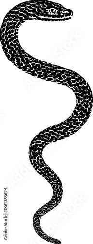 Snake coiled serpent, original illustration in a vintage woodcut engraving etching style.