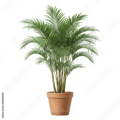 Foto Potted Areca palm tree houseplant isolated