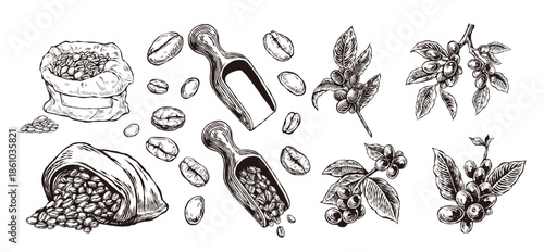 Vintage hand-drawn coffee collection set, aromatic coffee beans with sacks scoops and botanical plant branches engraving sketch isolated