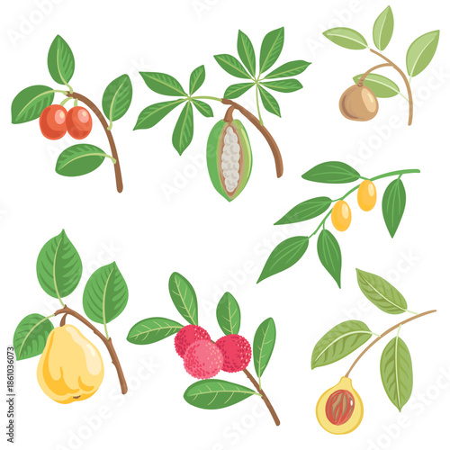 vector drawing tree branches with leaves and fruits, isolated at white background, hand drawn illustration