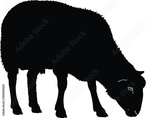 Vector illustration of a black cow and sheep silhouette set including farm livestock animals like pig and wild boar isolated on white for nature and meat industry drawing