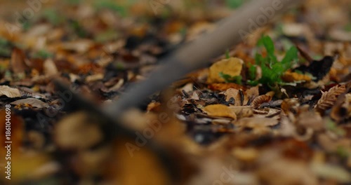 Wallpaper Mural Blurred rake brushing a textured layer of autumn leaves, grains, and earth. keeping focus on shifting debris, emphasizing careful preparation of ritual space before the fire is lit, slow motion Torontodigital.ca