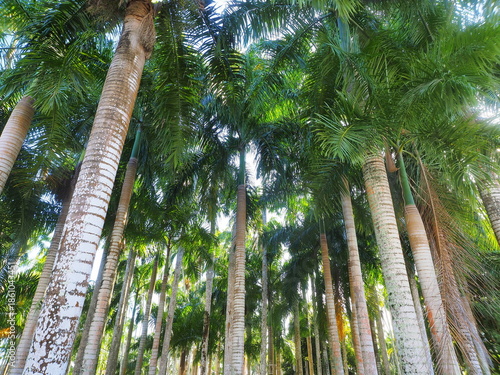Palmentuin Palm Garden in Paramaribo, Suriname