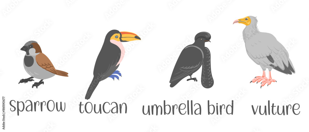 Fototapeta premium vector drawing set of birds, hand drawn illustration, sparrow,toucan, umbrella bird and vulture, isolated nature design elements