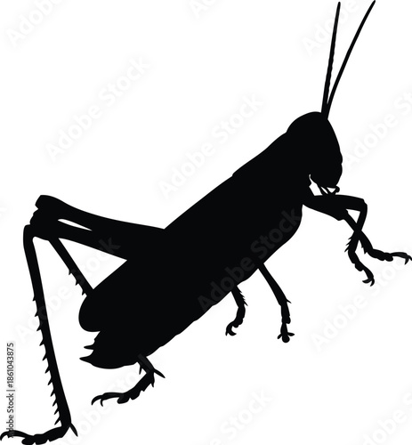 Isolated macro silhouette of a green praying mantis and insect locust on a white background featuring close-up details of its antenna and legs in a wild nature wildlife scene