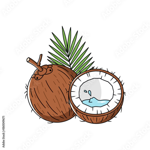 Fresh Coconut Halved with Palm Leaf, Tropical Fruit Illustration