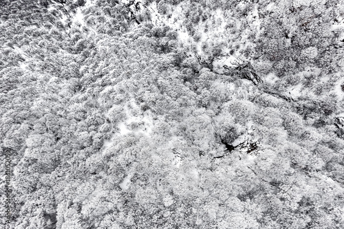 Snow covered tree, drone point of view