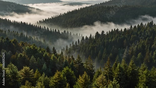 Fog over a Forest