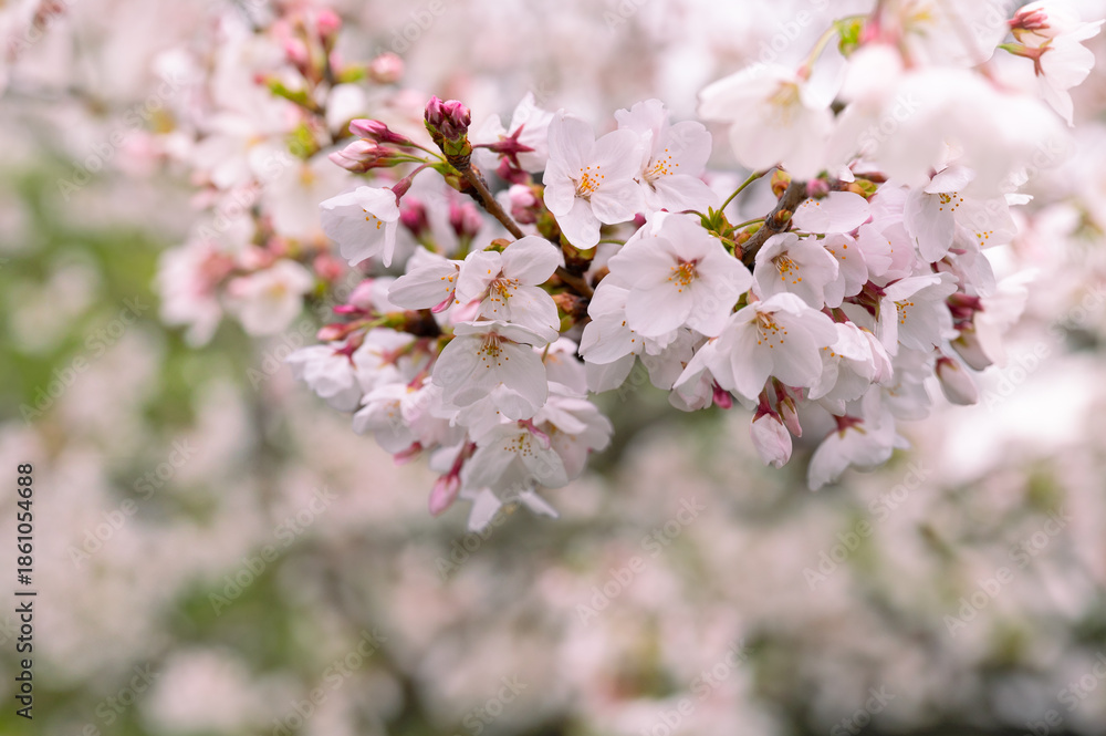 Fototapeta premium 桜の花のクローズアップ
