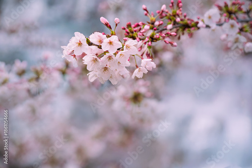 桜の花のクローズアップ