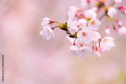 桜の花のクローズアップ