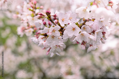 桜の花のクローズアップ