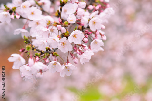 桜の花のクローズアップ
