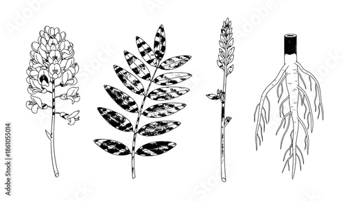 Licorice plant botanical vector set with flowers leaves and roots medicinal herb illustration