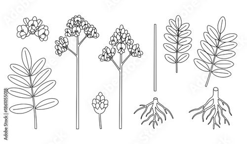 Minimal medicinal licorice plant line vector set with flowers and leaves on white