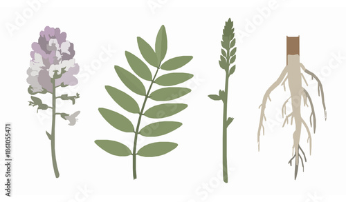 Licorice plant botanical vector set with flowers leaves and roots medicinal herb illustration