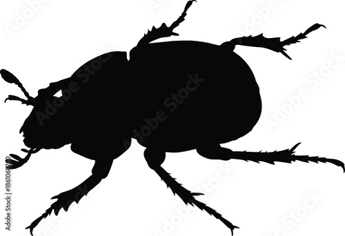 Beetle insect silhouette isolated on white background, detailed crawling bug shape, nature wildlife illustration vector macro entomology concept study design