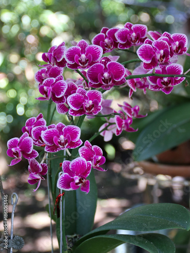 Selective focus Phalaenopsis amabilis, commonly known as the purple moon orchid or moth orchid in India and as anggrek bulan ungu in Indonesia