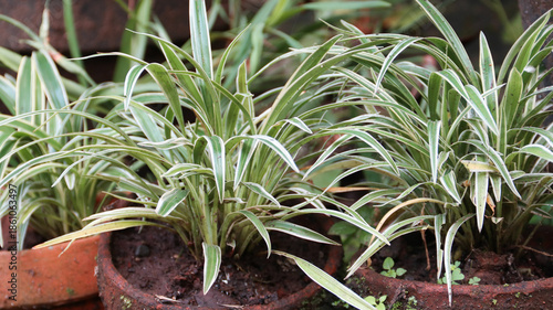 Chlorophytum comosum, usually called spider plant	