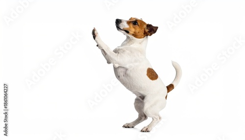 Dog standing upright, paws raised, looking up
