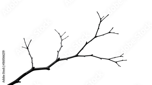 Dry tree branch with small twigs.