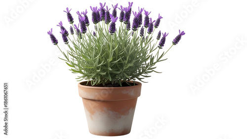 Potted lavender plant with purple flowers in terracotta pot isolated on white background