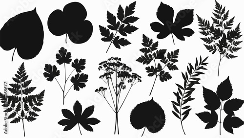 Collection of Black Silhouettes of Various Plant Leaves and Branches.