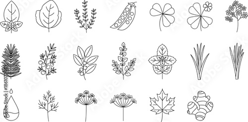 Botanical outline icons vector set featuring leaves herbs flowers plants and natural floral line elements