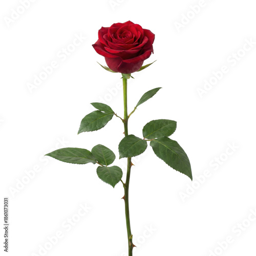 Quadro su tela Single red rose flower with long green stem