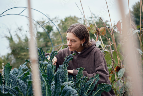 Person gardening and inspecting Cavolo Nero for pests at London allotment