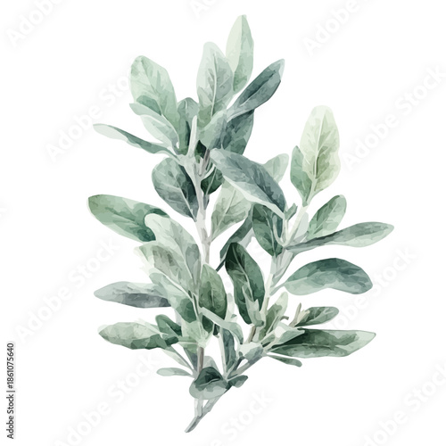 painting_of_a_sage_plant_on_a_white_vectorized, Hand-painted style, vector set available in EPS An Elegant watercolor painting design collection