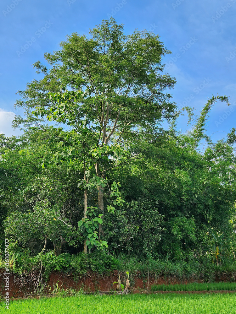 Fototapeta premium Tall tree rising above dense tropical forest by rice field. Green woodland edge and bright sky in rural countryside. Lush forest wall with a single high tree and open air. Tropical greenery backdrop 