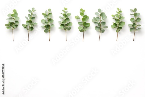 Wallpaper Mural Seven Eucalyptus Branches Lined Up on White Background Torontodigital.ca