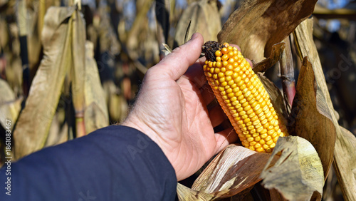 ears of corn and dry leaves close-up. corn cob farmer holding in hand. concept of good harvest, yellow corn kernels. Autumn harvest season, in an agricultural field. agrarian business