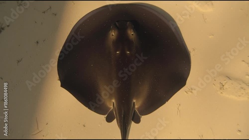 Stunning stingrays swim gracefully underwater with a suitable brownish-gray coloration in a sandy ocean floor environment.