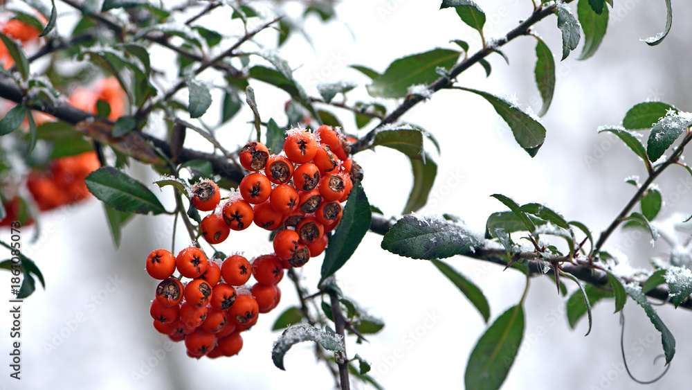 Obraz premium Winter rowan tree under snow close-up. Groups of bright red berries, mountain ash. branch of red rowan in snow. red berries in early spring. winter background, cold season. autumn, first frost