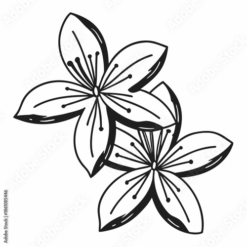 cape leadwort flower line art on white background