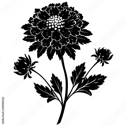 Wallpaper Mural scabiosa flower silhouette with branch on white background Torontodigital.ca