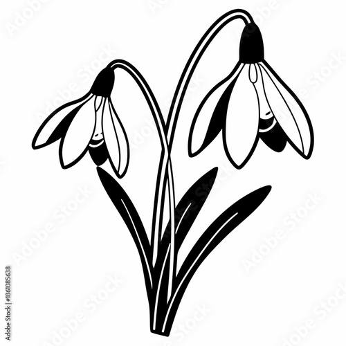 snowdrop flower line art on white background