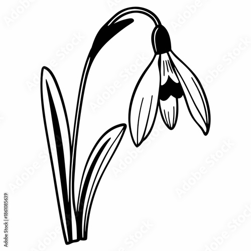 snowdrop flower vector illustration line art