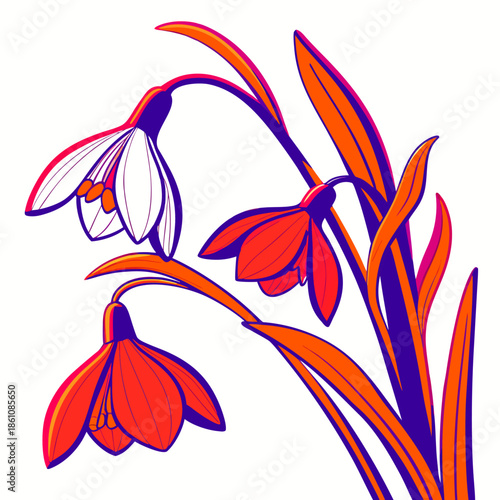  snowdrop flower on white background