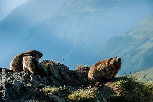 marmot in the grass