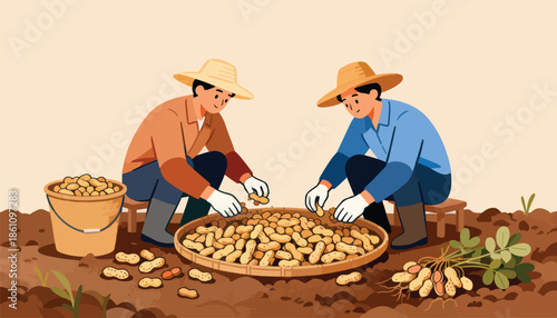 Two farmers in straw hats sorting harvested peanuts on a farm